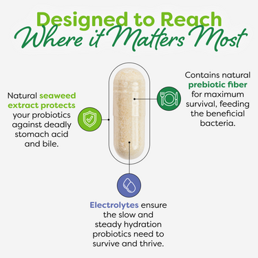 Close-up of a capsule explaining how the natural seaweed-extract layer and electrolytes protect the good bacteria from stomach acid.